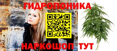 прущие грибы Канаш